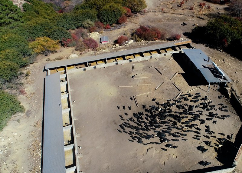 麥村藏香豬養殖基地。